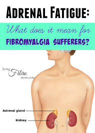 Fibromyalgia And Adrenal Fatigue Adrenal Fatigue Fibromyalgia Fibromyalgia Symptoms