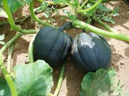 We did not find results for: Learn How To Grow Squash Instructions And Gardening Advice For Growing Squash Plants In Your Vegetable Garden Squash Plant Growing Squash Vegetables