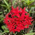 Image result for Rhodopentas