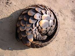 In our family, women were looked down on and rarely consulted by men. Pin By Chelsea Chamberlain On F A N Endangered Animals Pangolin Rare Animals