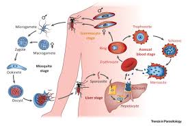 The malaria life cycle starts when a mosquito carrying the malaria parasite bites a human, injecting the parasite (in its sporozoite form) in its saliva into the human bloodstream. Plasmodium Falciparum Trends In Parasitology