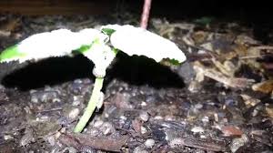 Maybe you would like to learn more about one of these? Do Pill Bugs Eat Young Plants Youtube