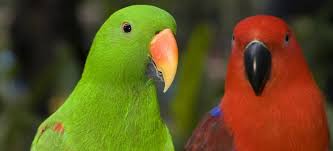 Basic Information Sheet Eclectus Parrot Lafebervet