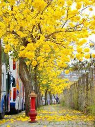 台中太順路 黃花風鈴木盛開 最美麗的行道樹 urban forestry beautiful nature plants