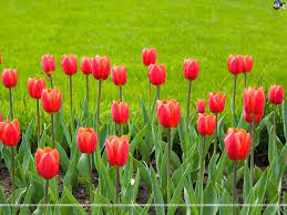 Tulip Wallpaper Background Theme Desktop