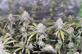 Mimosa Grow Journal Harvest11 By Growdiaries