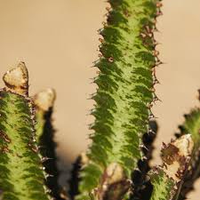 Image result for Euphorbia tholicola