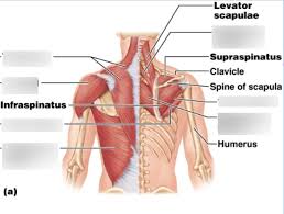 Intermediate back muscles and c. Upper Back Muscles Anatomy Anatomy Drawing Diagram