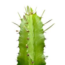 Image result for Euphorbia ingens
