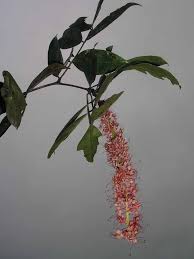 Image result for Tessmannia anomala