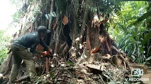 Ini semacam buah asam yang telah aku pilih untuk dimakan. Tumbang Pokok Ara Youtube