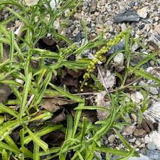 Image result for Coronopus integrifolius