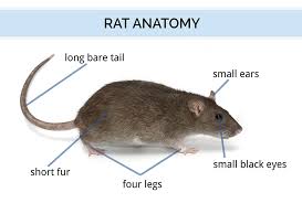 Its kidneys produce the most concentrated urine of all mammals, and only pass a few drops per day. All About Rats