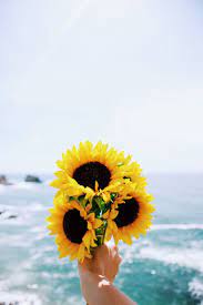 Sunflowers Sunflower Wallpaper Beautiful Flowers Flower Wallpaper