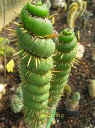 While other desert plants may have similar features such as spines and. Peculiar Plants To Try If You Re Tired Of Boring Home Gardens Succulents Planting Succulents Plants