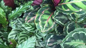 En fond de massif certains arbustes seront du plus bel effet, embrasant littéralement l'arrière plan du décor. Zoom Sur Les Plantes A Motifs M6 Deco Fr