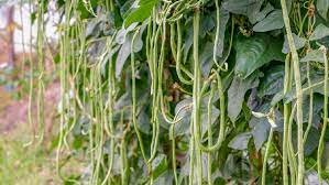 Kacang panjang pada umumnya ditanam di musim hujan, namun bukan berarti kacang panjang tidak cocok untuk ditanam pada musim kemarau, hanya yang terpenting disini adalah bagaimana anda cara menanam dan merawat tanaman kacang panjang supaya mendapatkan hasil yang sesuai. Tips Menanam Kacang Panjang Di Halaman Dari Bibit Hingga Perawatan