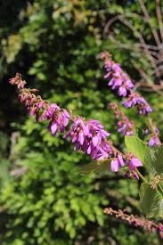 Image result for Desmodium