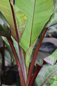 Image result for Ensete ventricosum