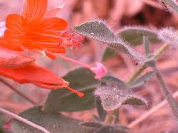 Image result for Epilobium salignum