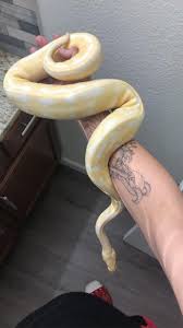 I want to buy a piebald ball python but i have noooo idea where to buy one or how much it will cost. Ball Pythons For Sale Python Regius Petco