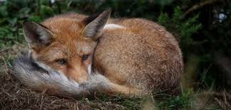 Pin On Fox The Hunt Art