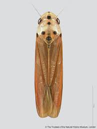 Image result for Vangueria ferruginea