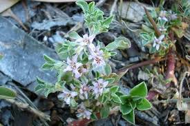 Image result for Grewia pubescens
