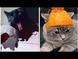 Cats Kitty Animals The Best Cute And Funny Cat Videos This Week 2 Youtube Funny Cat Videos Funny Cats Cat And Dog Videos