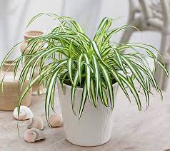Letakkan pokok ini dalam 100 kaki persegi di dalam rumah dan biarkan ia lakukan proses purifikasi udara secara semula jadi. Sesak Nafas Dalam Rumah Sendiri Tanam Sahaja 5 Tumbuhan Ini Untuk Hirup Udara Bersih I Suke Mstar
