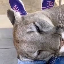 Animals And Nature On Instagram Sound On Via Wildtakes The Amazing Purr Of The Puma The Puma Is Thoug In 2020 Cute Baby Animals Baby Animals Animals