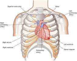 Which organ sits in the v part of the ribs : How Your Heart Works