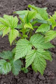 Even if you think you have a black thumb you'll be surprised by. How To Plant And Grow Raspberries The Simple Keys To Success