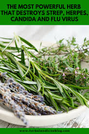 Pin On Herbal Remedies