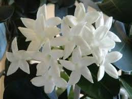 каталог комнатных комнатные цветы фото и названия и уход за ними Stefanotis Madagaskarskij Zhasmin Foto Uhod Komnatnye Rasteniya Cvety Rasteniya