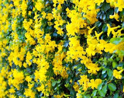 Image result for Dolichandra