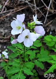 Image result for Cardamine