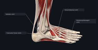 Effective to use before bed to help soothe tense, aching muscles and joints to promote restful sleep. Facts About Feet Anatomy Snippets Complete Anatomy