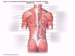 Muscles of the neck 1. Posterior Shoulder Neck Muscles Diagram Quizlet