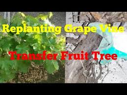 After planting, a grapevine can bear fruit in just 2 years. Transplant A Fruit Tree Transfer Fruit Tree Replanting Grape Vine Youtube