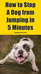 How To Stop A Dog From Jumping Up Dog Training Obedience Dog Training Easiest Dogs To Train