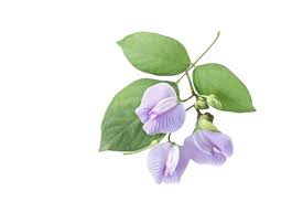 Image result for Centrosema pubescens