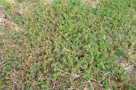 Image result for Galenia procumbens