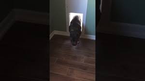 The motorised solo pet door works with magnetic technology, opening in response to a magnet attached to your dog's collar. Bononno Using The Solo Pet Door Youtube