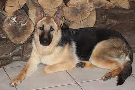 Professional dog trainers · free online seminars German Shepherd Breeders