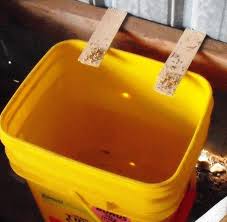 Bucket Mouse Traps Five Gallon Ideas Bucket Mouse Trap Mouse Traps Mouse Traps That Work