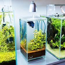 Tall Cube Betta Planted Tank With Healthy Aquarium Plants Ikan Akuarium Aquarium Ikan Ikan Siklid