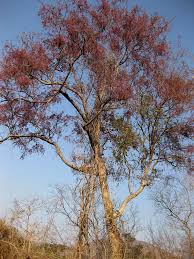 Image result for Philenoptera