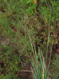Image result for Panicum phragmitoides