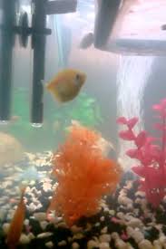 Besides that, they don't get pregnant. Pregnant Neon Tetra Youtube